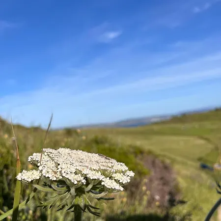Angelines, Sneuu Σανταντέρ