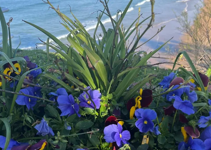 Angelines, Sneuu * Santander