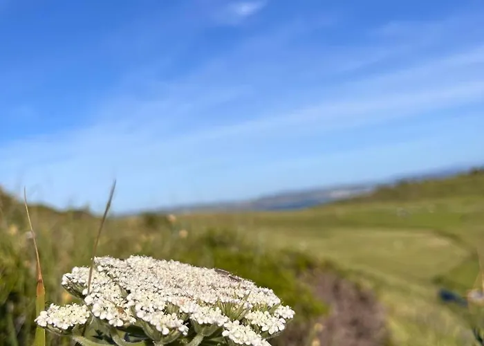 Angelines, Sneuu Santander